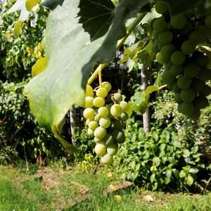 Meet your Posher, Nicholas